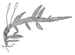 Entodon plicatus, habit with capsules. Drawn from B.H. Macmillan 84/51, CHR 506854.
 Image: R.C. Wagstaff © Landcare Research 2014 